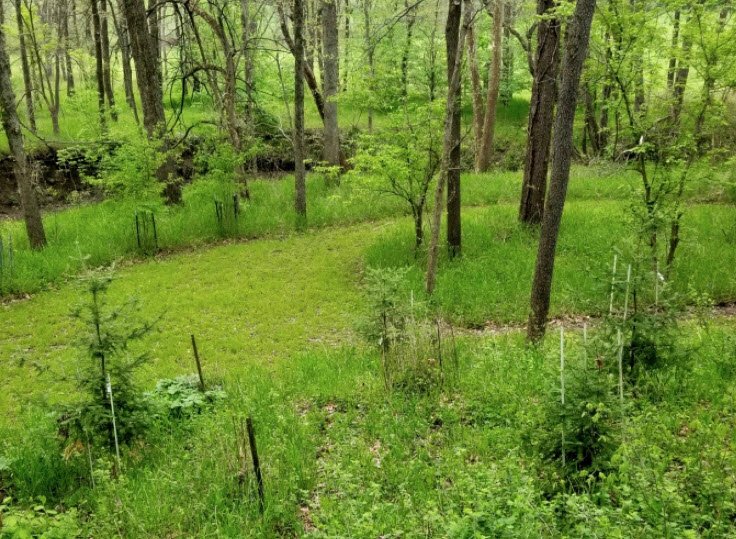 Starhill Forest Arboretum, United States